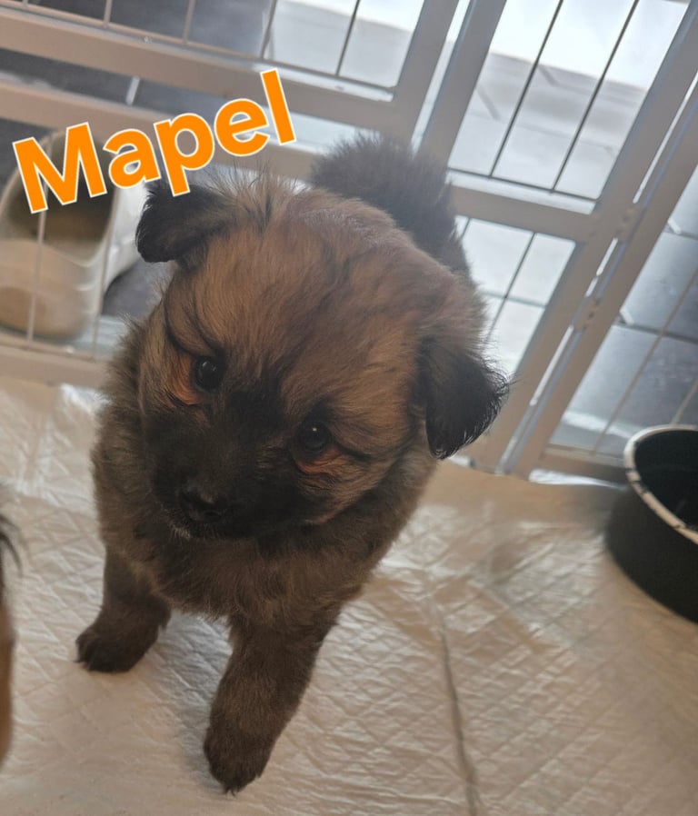 Pomsky F3b puppies