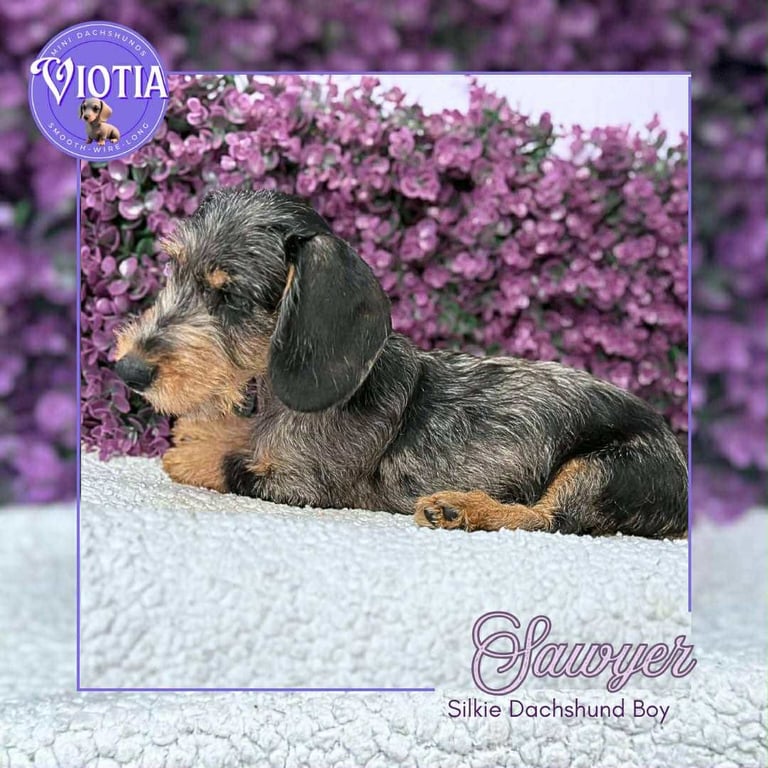 Miniature dachshund pups ready now 