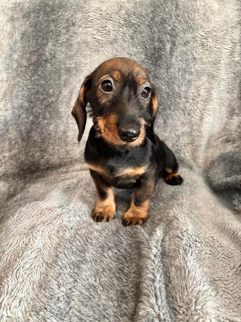 Dachshund Girls Ready Now Fully Vaccinated 