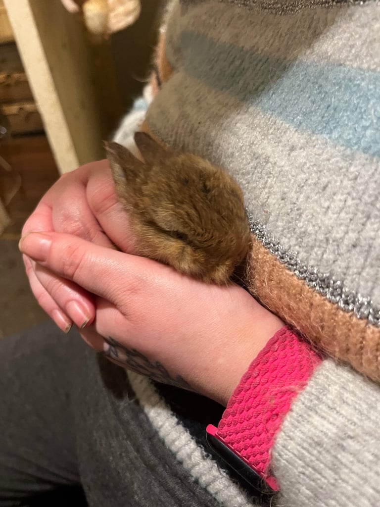 Netherland Dwarf / Minilop 