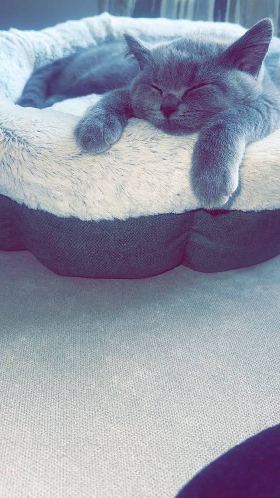 British short head kitten 