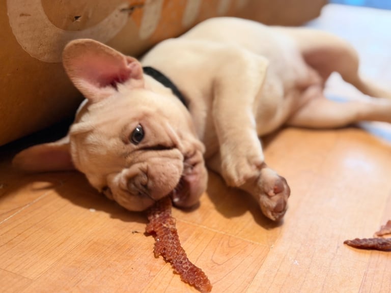 Beautiful White Frenchies READY NOW