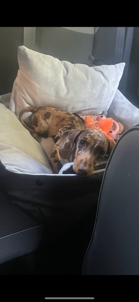 ❤️Beautiful 3 year old dapple miniature dachshund for sale ❤️