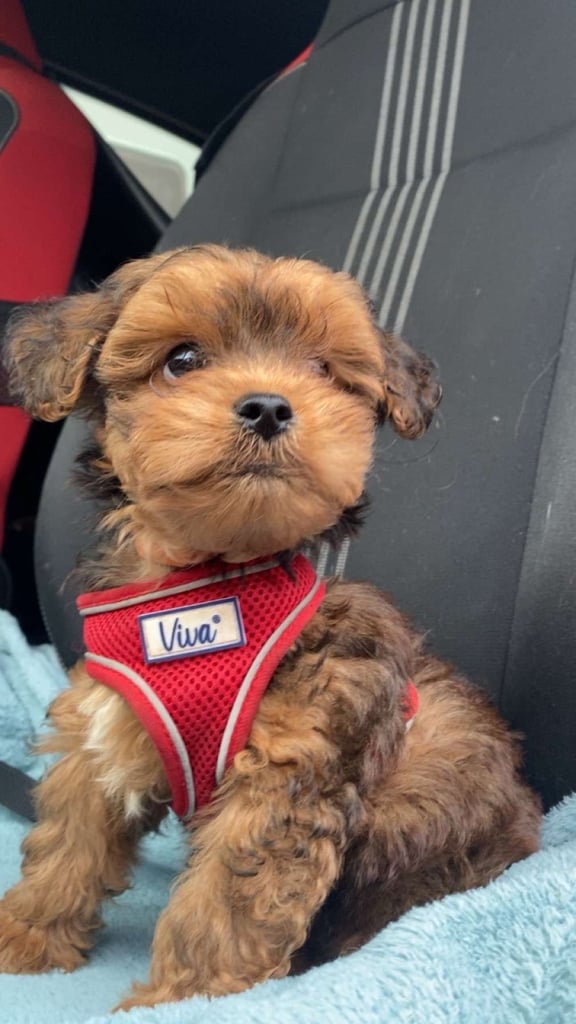 image for Lhasapoo puppies