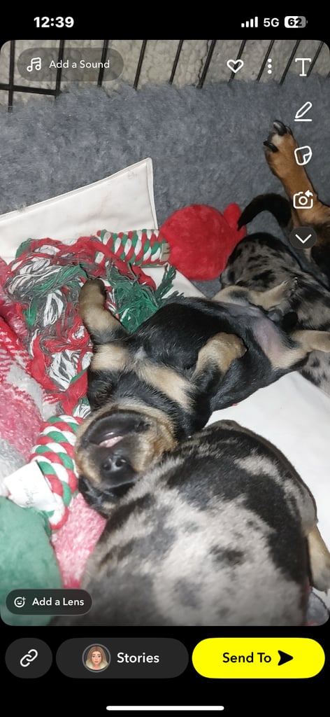 Beautiful dachshund puppies 🐾