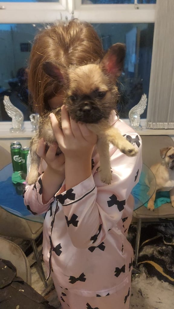 8 week old shitzu cross frenchie 