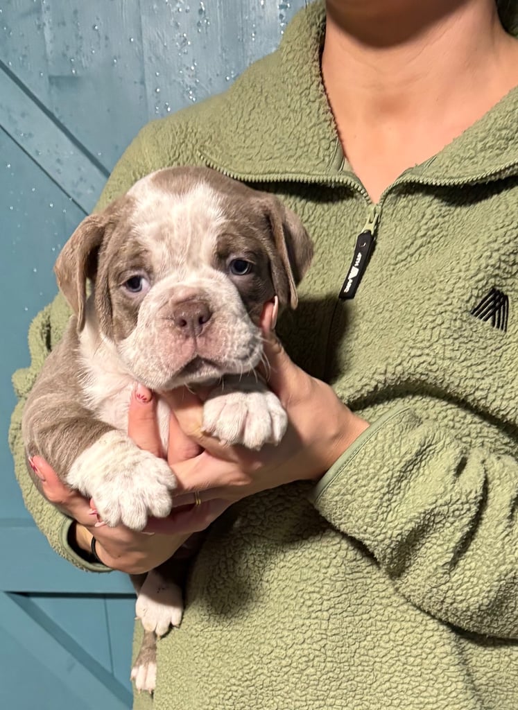 Old English Bulldog Puppies - NEBBR Registered 