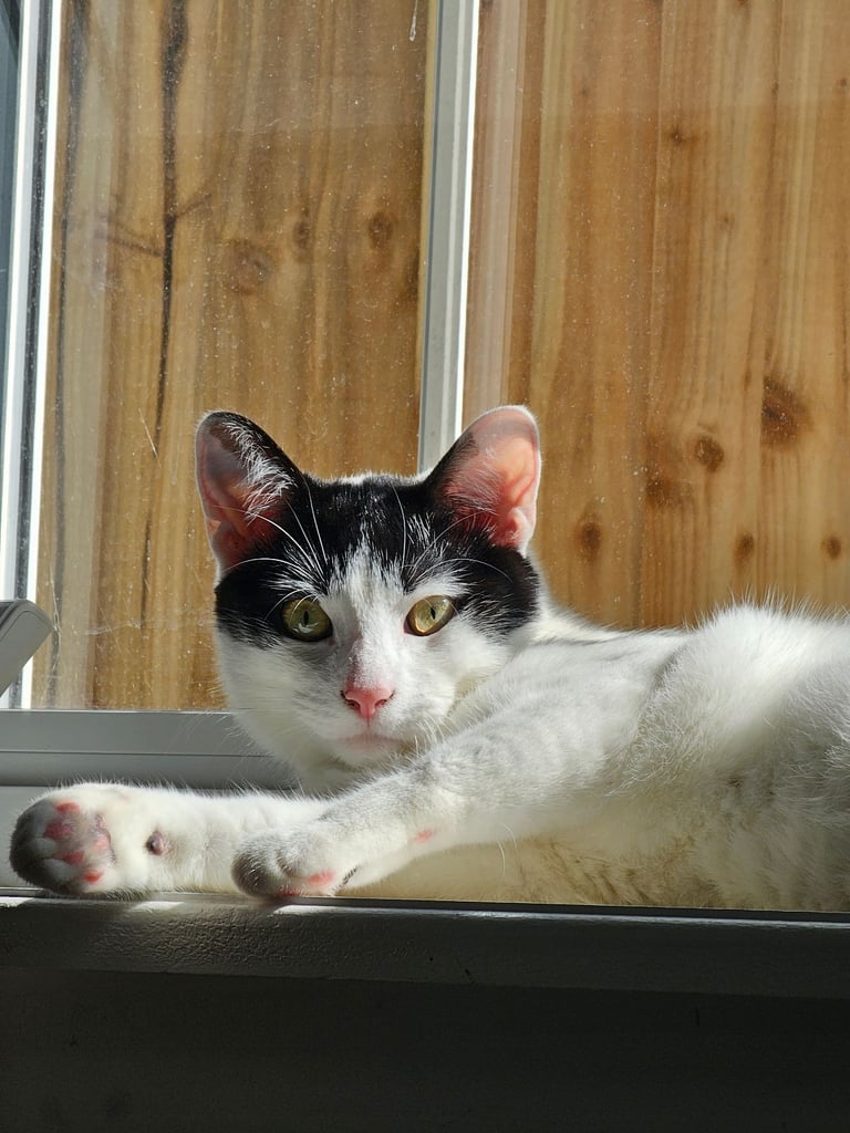 Goku is looking for a loving home