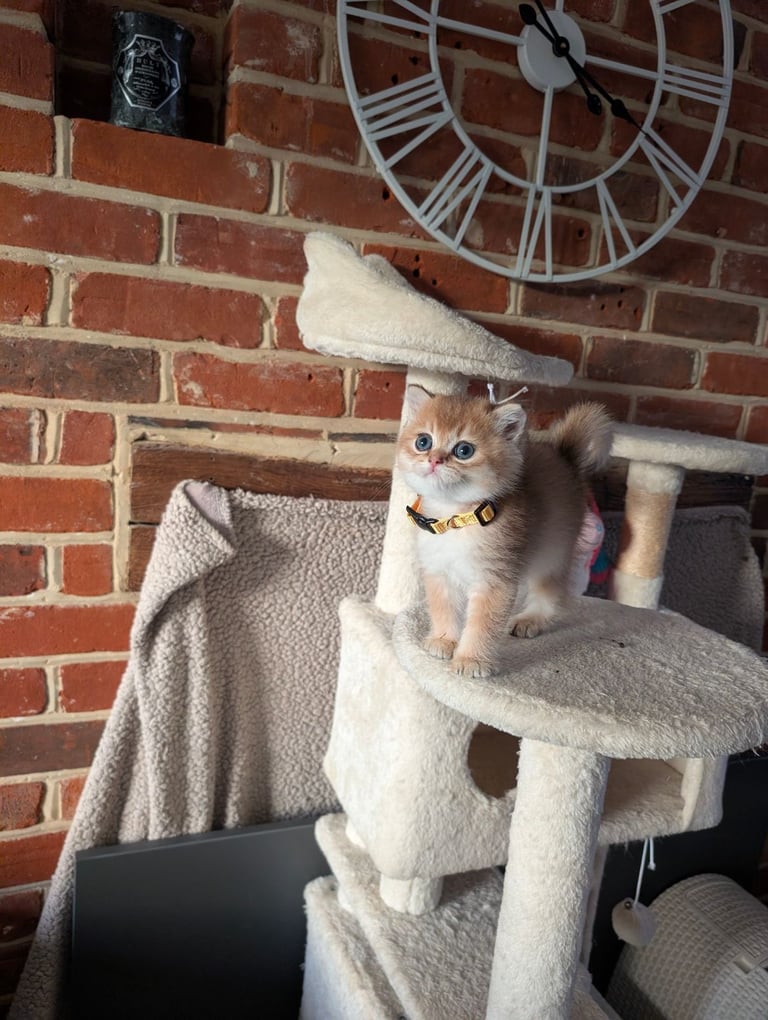 Gold British Shorthair kittens