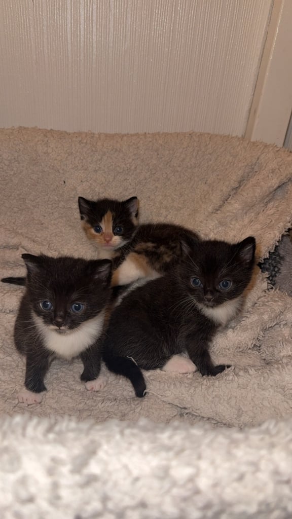 Kittens for sale 