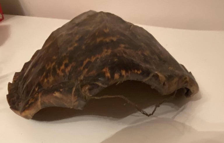 Vintage taxidermy shell