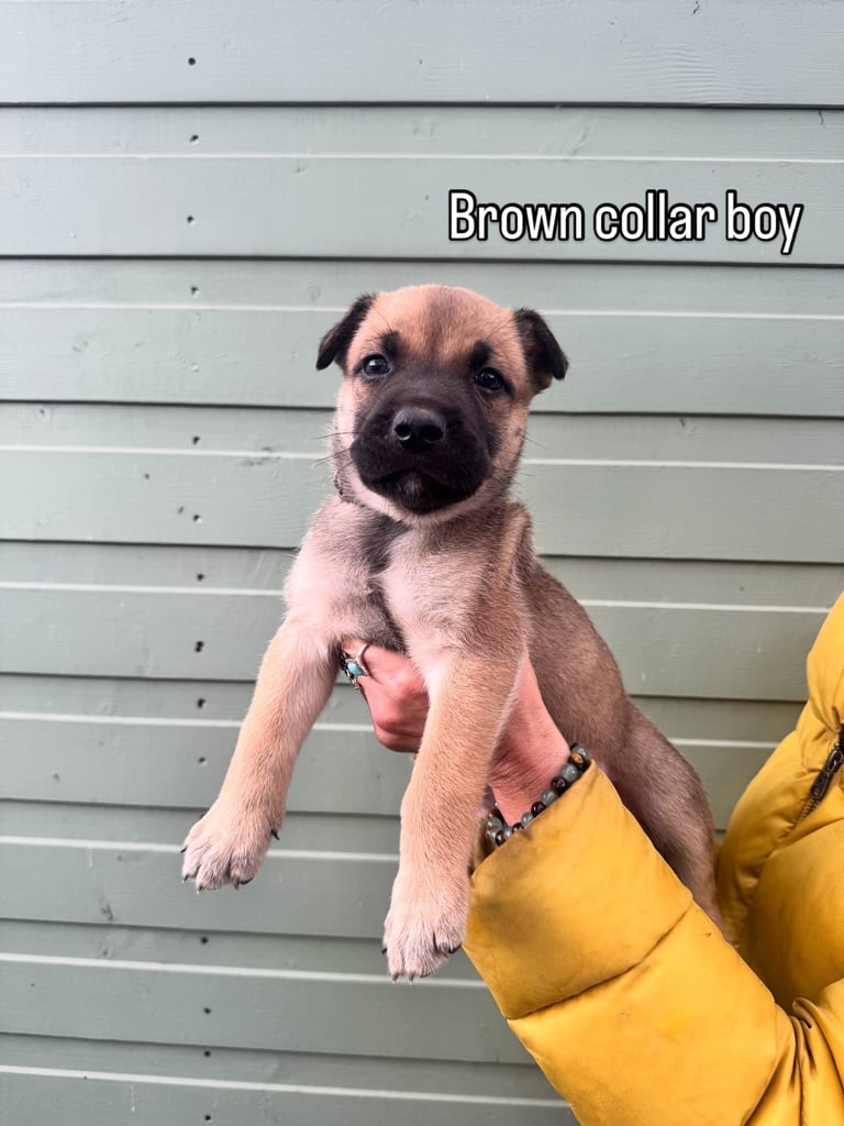 image for Belgian malinois 