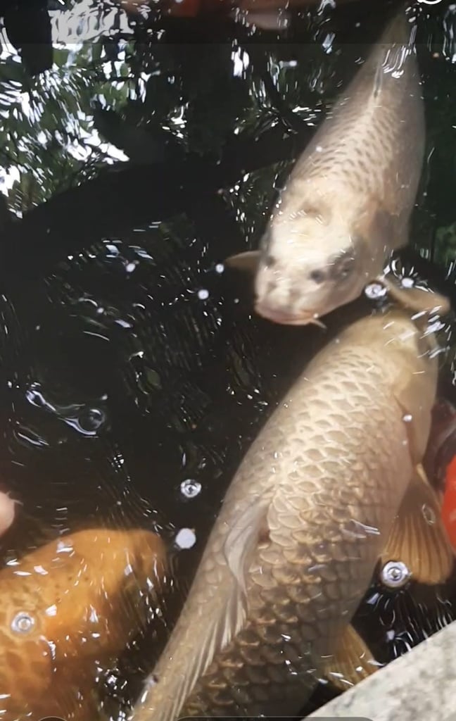 3 large ogan koi for sale 