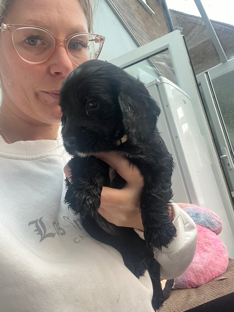 Cocker spaniel puppies only 4 left READY NOW