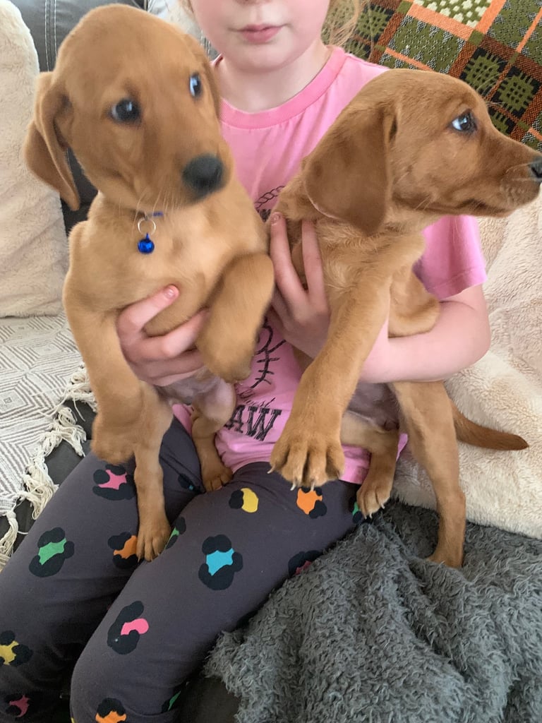 Labrador puppies 
