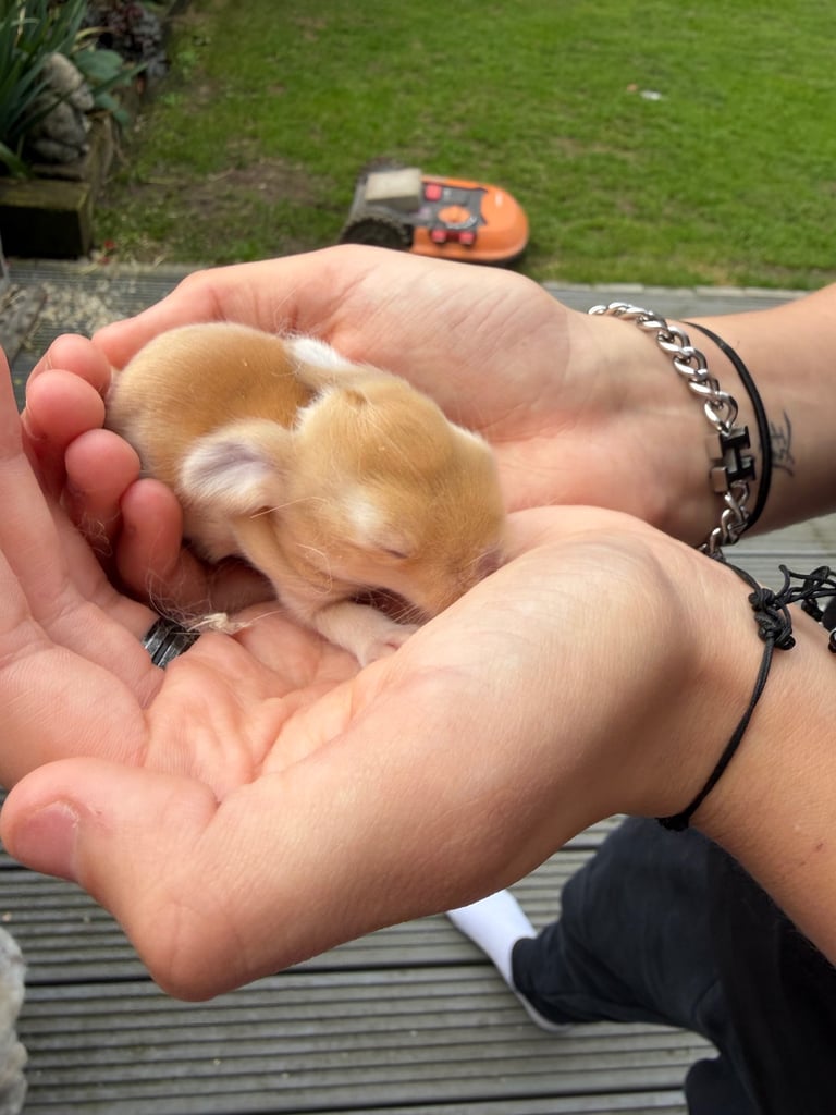 Baby bunnies for sale 