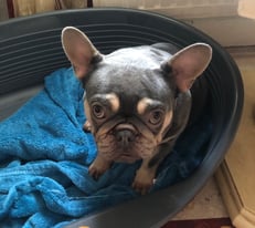 Female french bulldog for rehoming