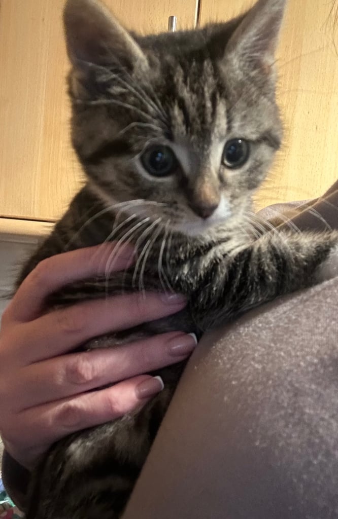 Male and female kittens