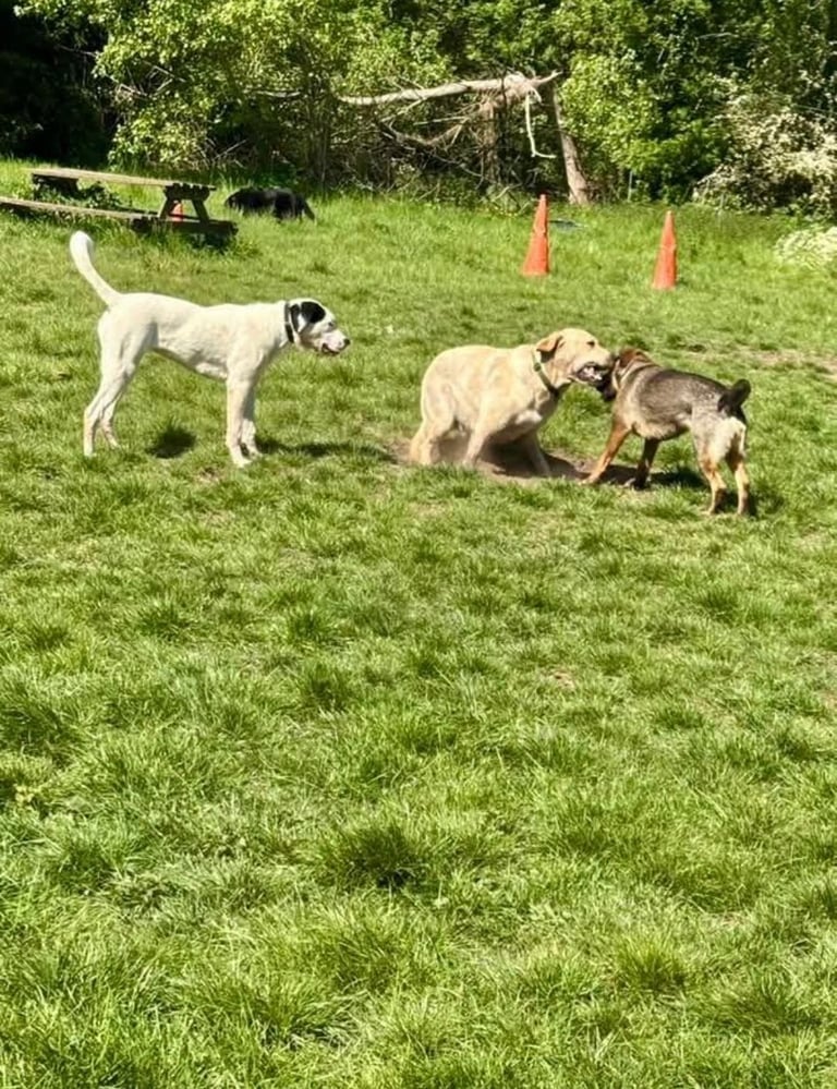 1 year old pup- Large breed