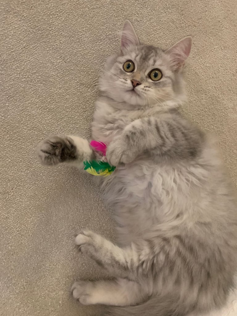 Persian ragdol kitten