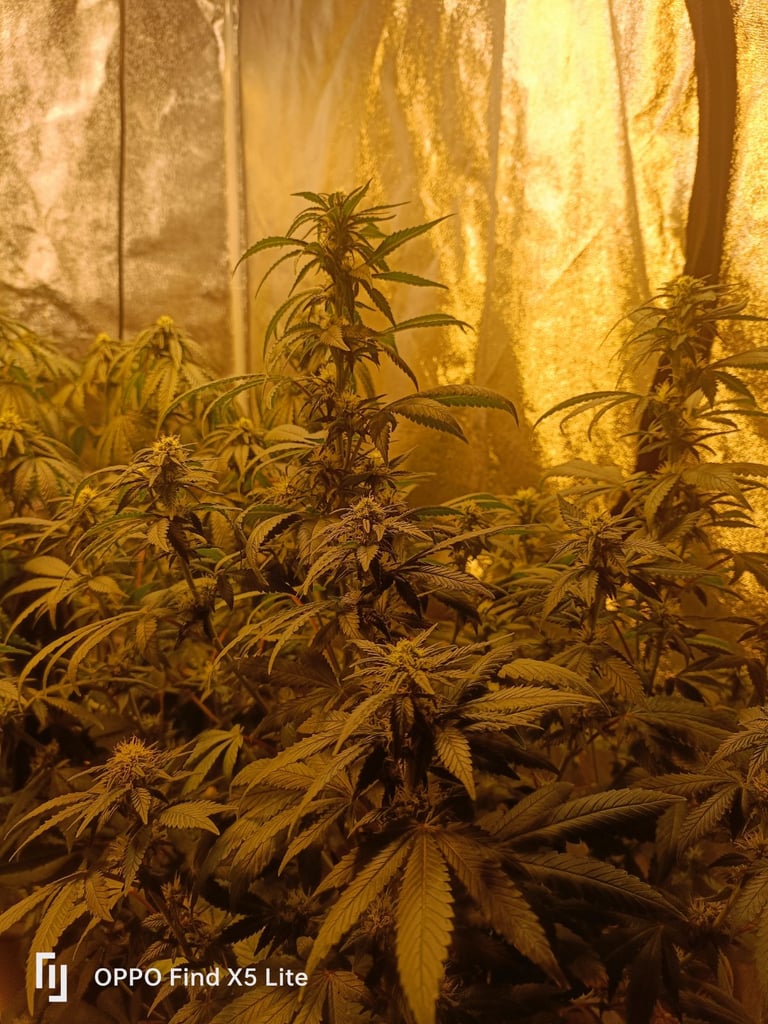 image for Hydroponics set up