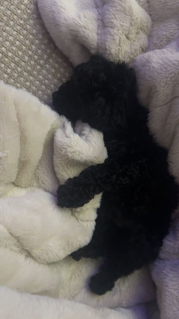 Beautiful miniature poodles