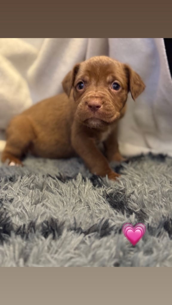 Cane Corso Puppies