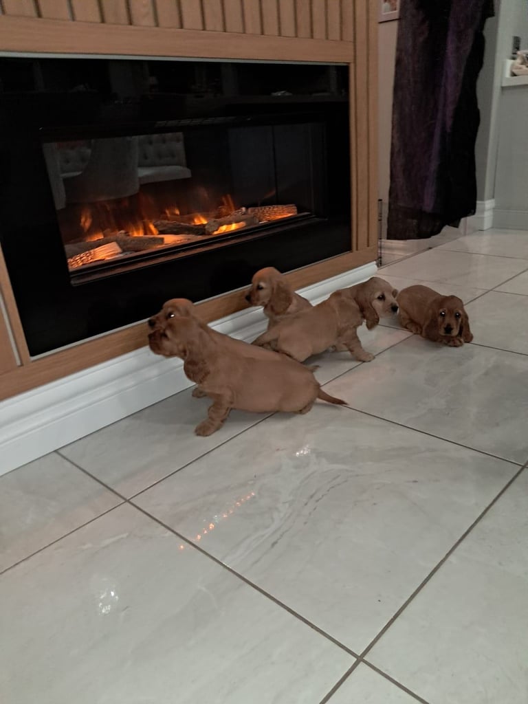 Cocker spaniel pups for sale