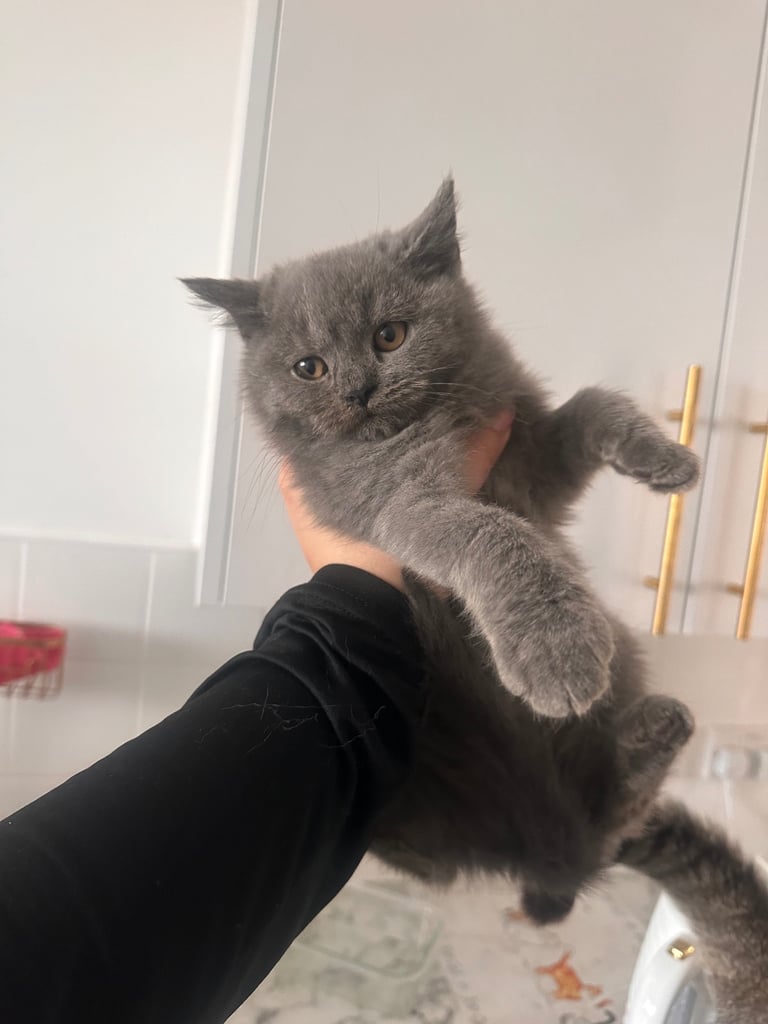British short hair kittens 