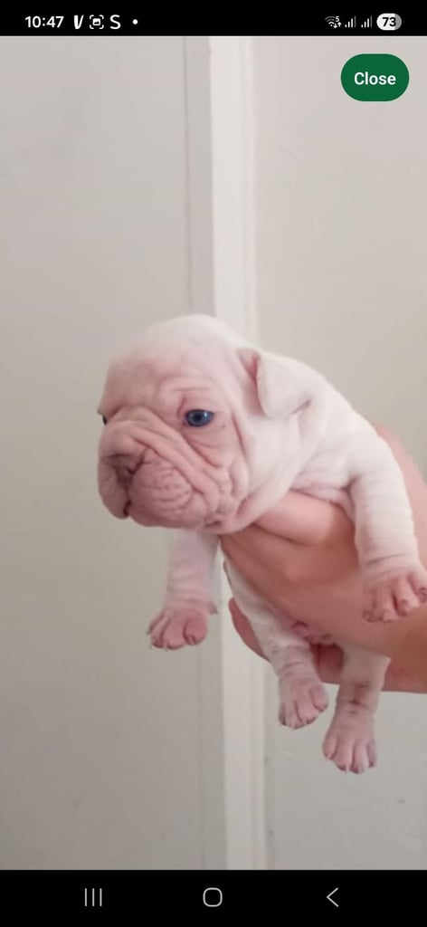 Platuim cream velvet french bulldog 