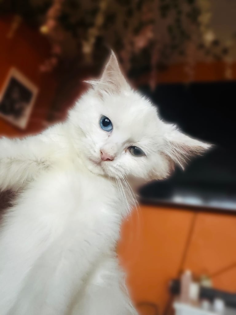 Persian kitten 