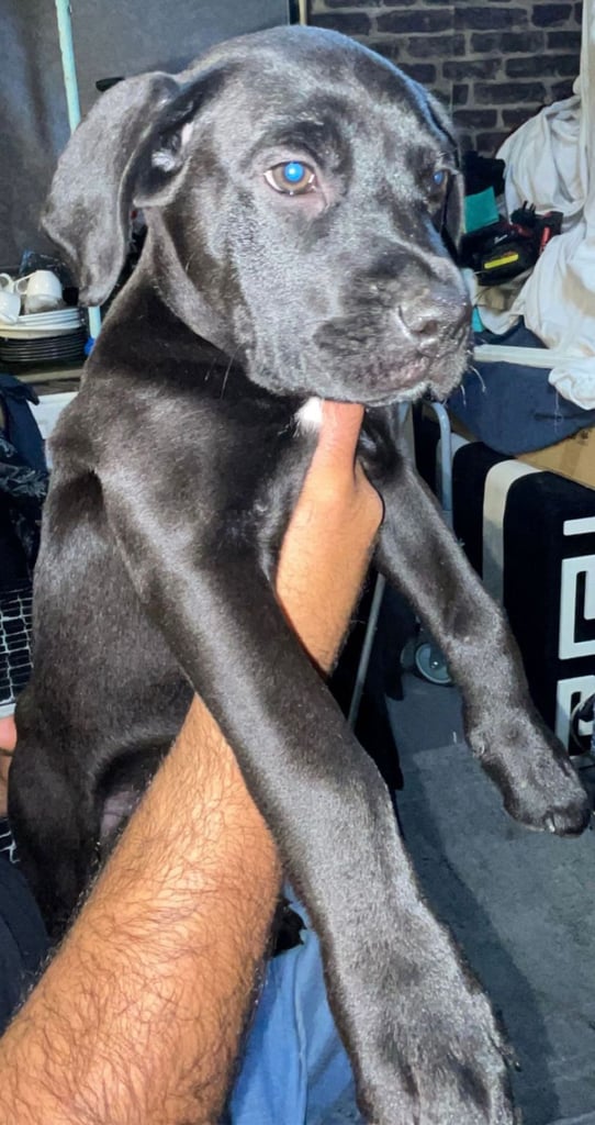 Presa canario x staffy