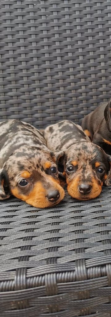 Miniature dachshund puppies 