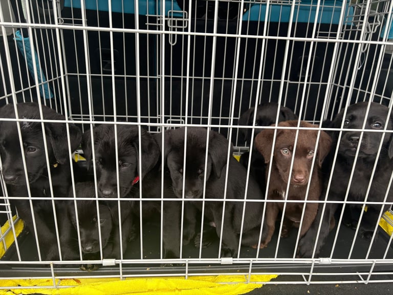 image for Black Labrador puppies - only 3 left