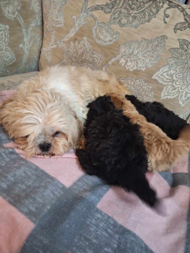 Shihpoo puppies 