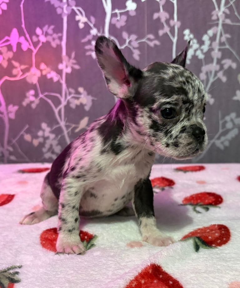 French bulldog puppies £800 ono