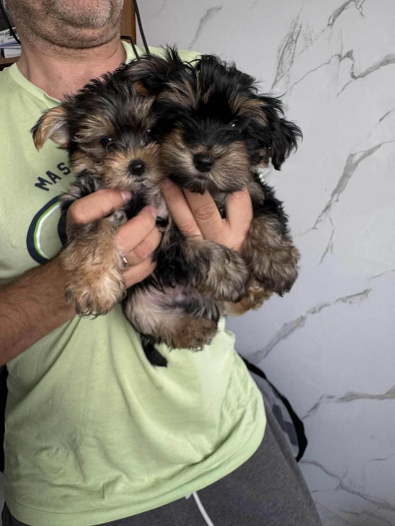 Yorkshire terrier, boys and girls. 