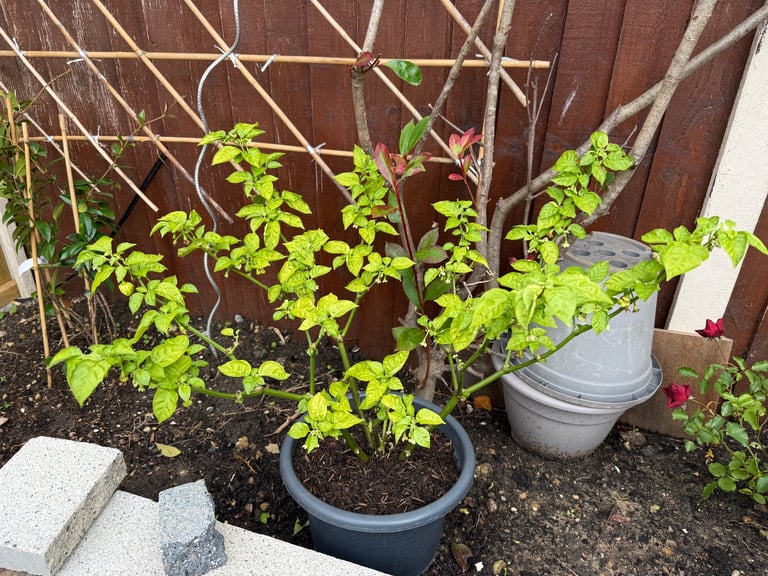 Naga Chilli Plant - 3 Available