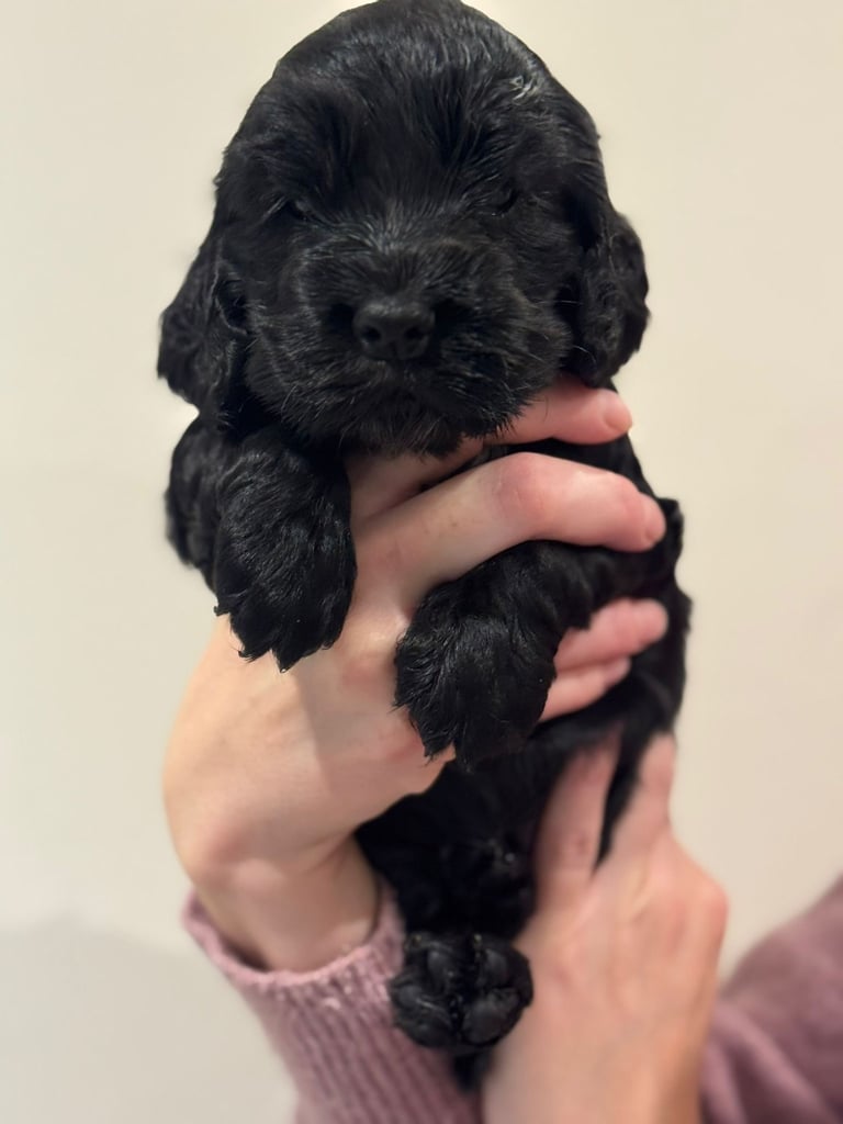 Beautiful black cocker spaniel puppies 