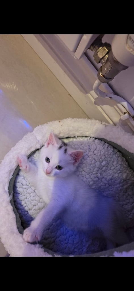 Kitten for sales