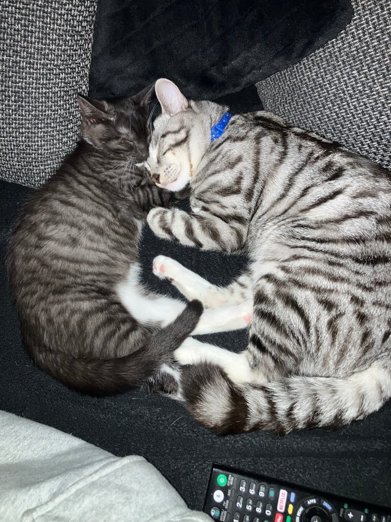 Beautiful black tabby male