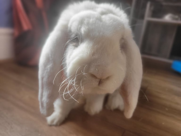 Rabbit less than 3 years old