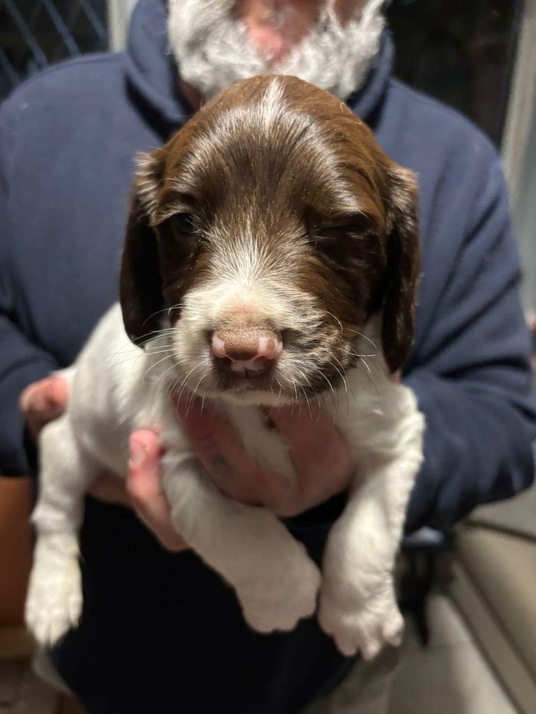 English springer spaniel pups
