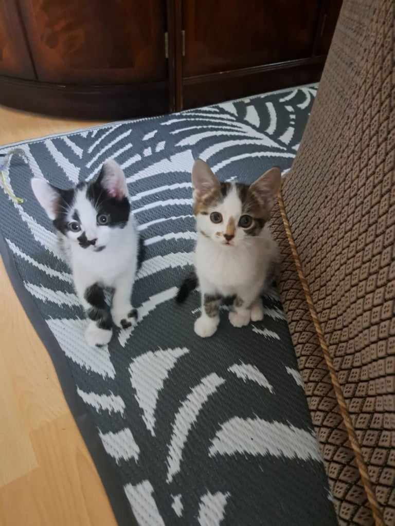 Kittens 