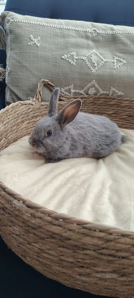 Beautiful plush minilop baby girl 