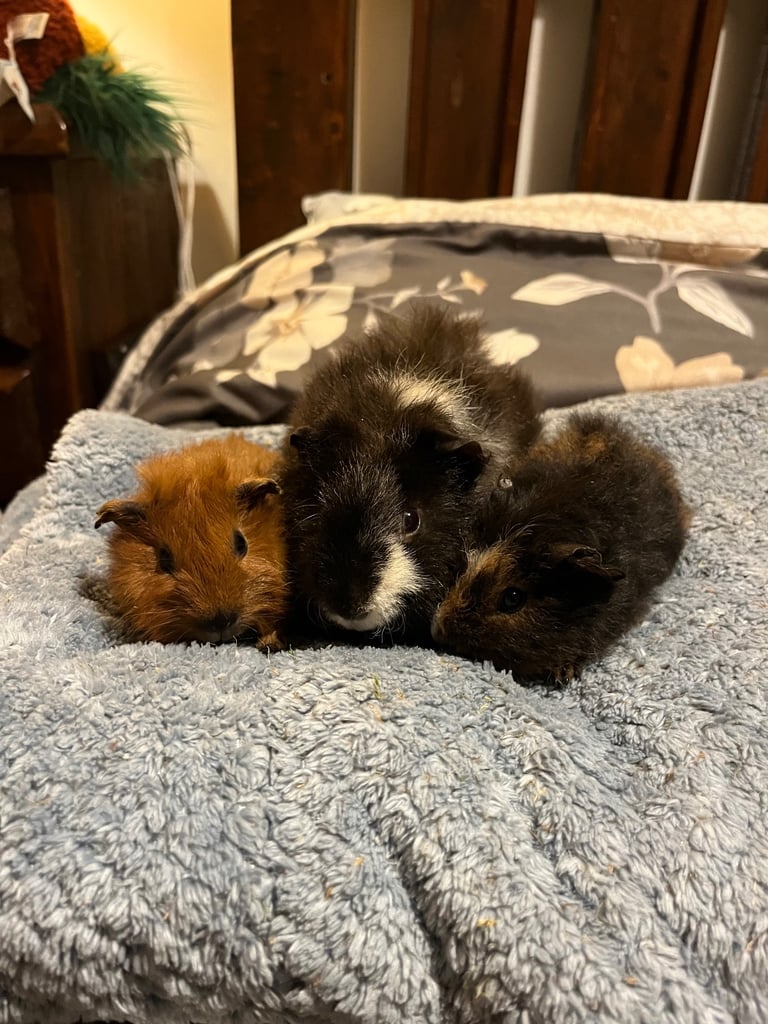 3x male Guniea pigs 