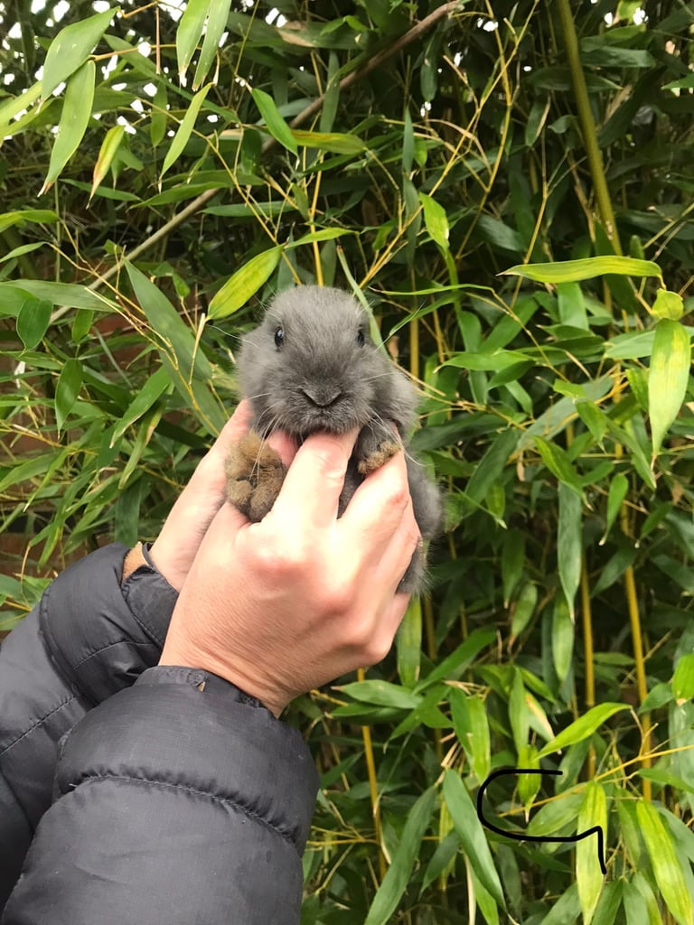 Baby rabbits ready now last 2 boys