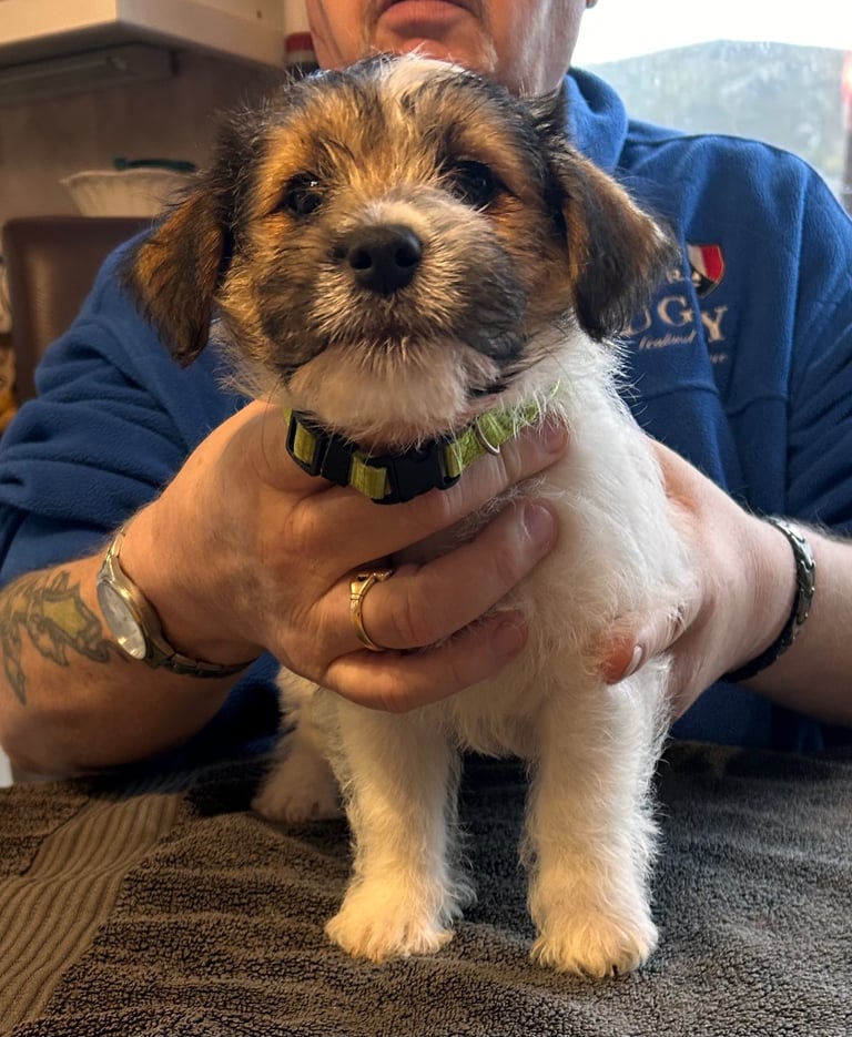 Outstanding Pedigree Jack Russell Puppies