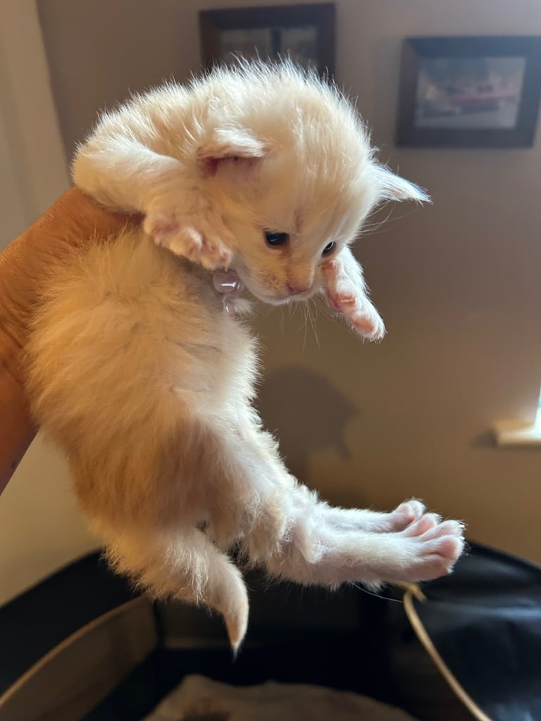 XL Main Coon Kittens ready soon for sale 