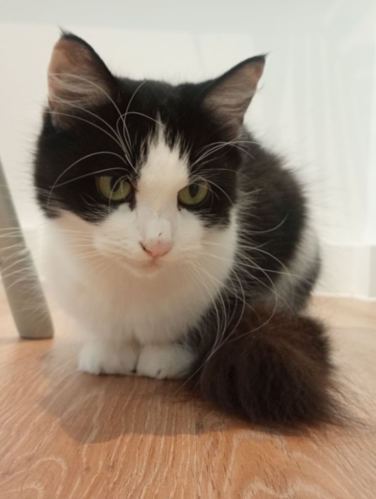 Loving home needed for my beautiful indoor cat